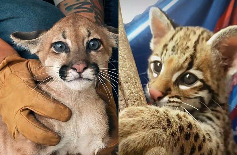 Mufasa y Aurelio
