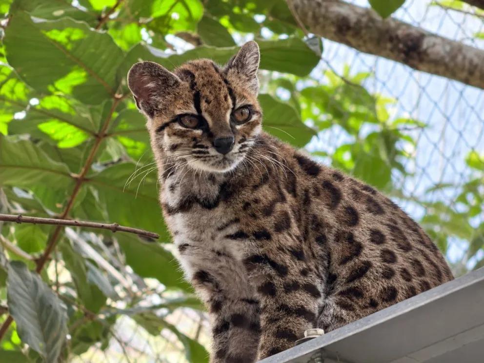 El Leopardus tilcayo