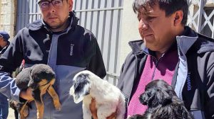 Mascotas