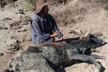 Un comunario junto a su ganado afectado por la sequía, en Pasorapa.