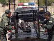Los animales silvestres están protegidos por un conjunto de leyes nacionales