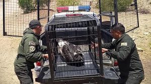 Los animales silvestres están protegidos por un conjunto de leyes nacionales