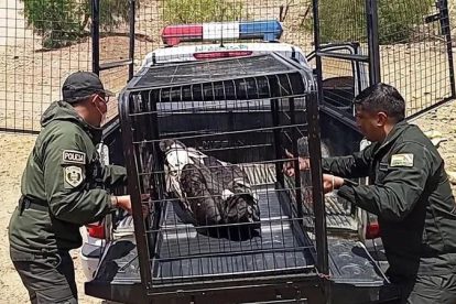 Los animales silvestres están protegidos por un conjunto de leyes nacionales