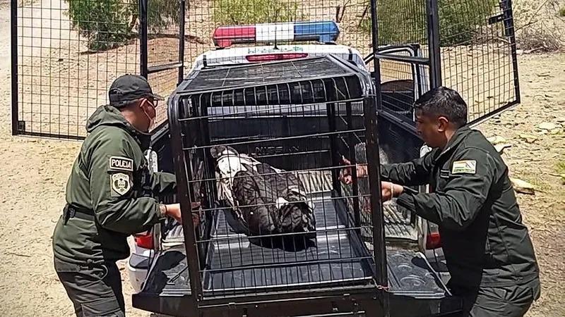 Los animales silvestres están protegidos por un conjunto de leyes nacionales