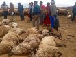 Imagen de las ovejas fallecidas