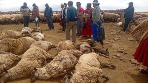 Imagen de las ovejas fallecidas