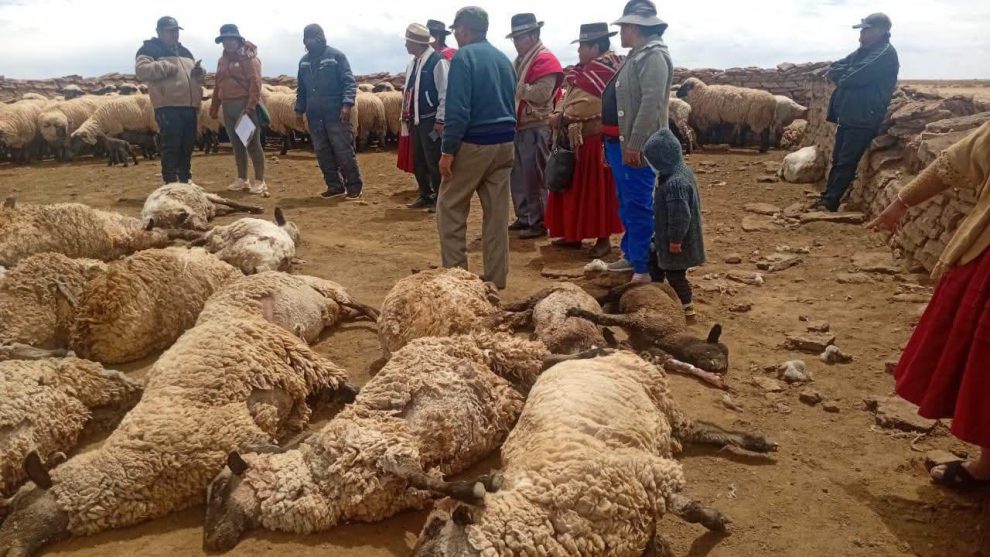 Imagen de las ovejas fallecidas