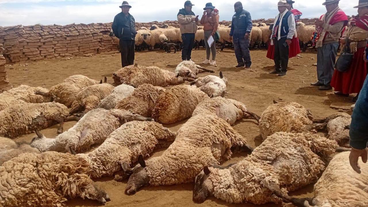 Imagen de las ovejas fallecidas