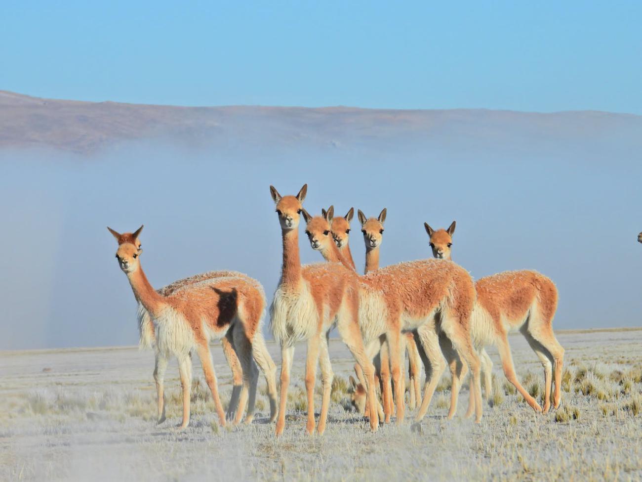 vicuñas